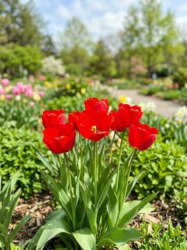 Vibrant Red Tulips Blooming in a Lush Spring Garden.