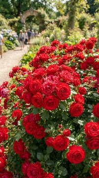Vibrant Red Roses Blooming in a Lush Garden Pathway.