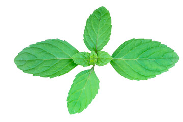 Fresh green mint leaves sprig on transparent background © Achira22