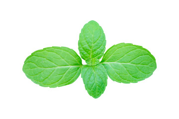 Fresh green mint leaves sprig on transparent background © Achira22