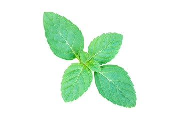 Fresh green mint leaves sprig on transparent background © Achira22