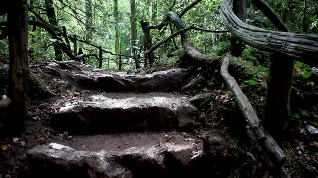 Rough stone steps climb through Puzzlewood forest beneath gnarled wooden handrails and dense green trees. push in shot