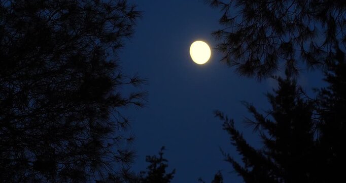 Bats flying Bright full moon shining in the night sky framed by dark silhouettes of pine tree branches in a peaceful forest landscape