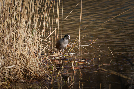 Single Eurasian coot stands on tangled reed stems at water margin, with calm rippled surface, warm natural light, and dense marsh vegetation creating serene wildlife habitat in shallow wetland