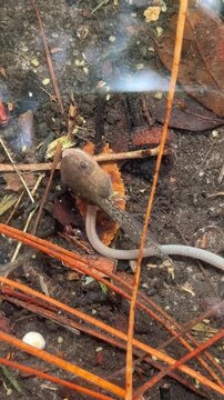 In early October, a limb-stage tadpole munches on a pink worm while others glide around it beneath the clear water of a Florida creek.