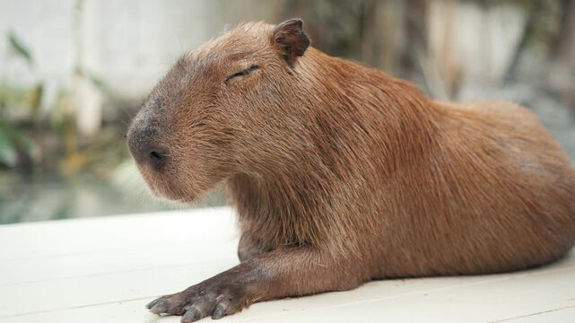 Adorable capybara lying down and relaxing with its eyes closed at a petting zoo in bangkok