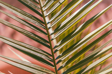 Close-up of a palm frond with long sharp leaflets in front of a warm pink orange wall with soft shadows. © Jakob