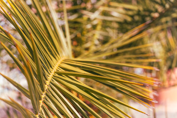 Palm frond with leaflets radiating from the stem, photographed in soft warm light with a creamy blurred background. © Jakob