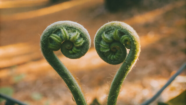 Macro close up of two vibrant green fern fiddleheads forming a heart