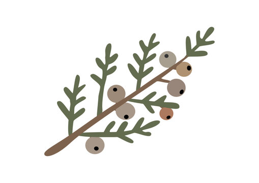 juniper berry on their branch, flat vector illustration. 