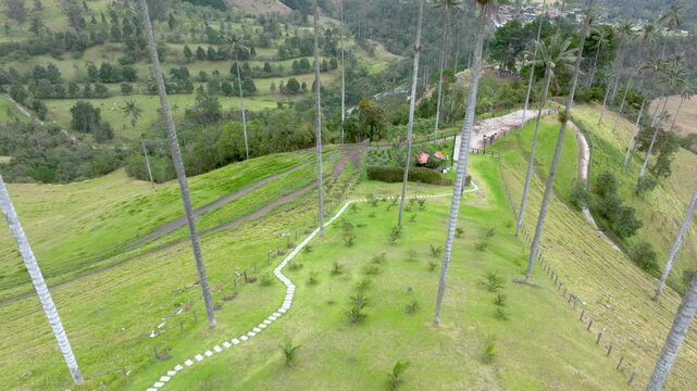 Cocora Valley Iconic Wax Palms and Green Andean Mountains near Salento, Colombia. Establishing Shot. Aerial View.