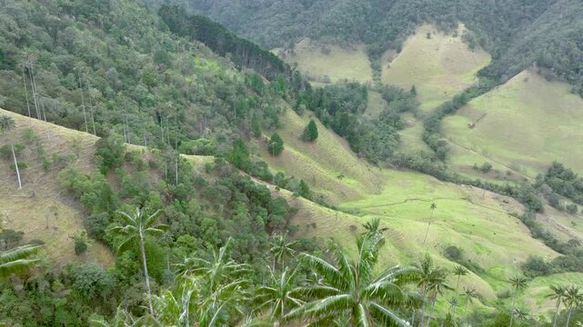 Cocora Valley Iconic Wax Palms and Green Andean Mountains near Salento, Colombia. Establishing Shot. Aerial View.