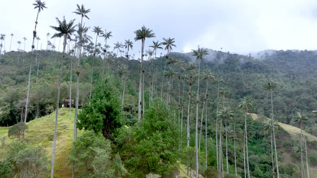 Colombian Wax Palm Trees Growing on Andean Mountain Slopes in Cocora Valley. Establishing Shot. Aerial View.