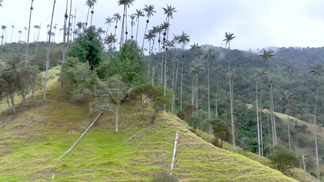 Salento Wax Palms Rising Above the Mountain Landscape of Cocora Valley, Colombia. Establishing Shot. Aerial View.