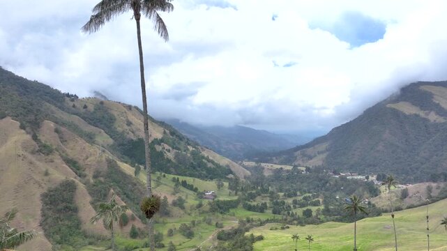 Salento Wax Palms Rising Above the Mountain Landscape of Cocora Valley, Colombia. Establishing Shot. Aerial View.