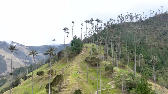 Cocora Valley with Tall Wax Palm Trees in Salento, Colombia. Establishing Shot. Aerial View.