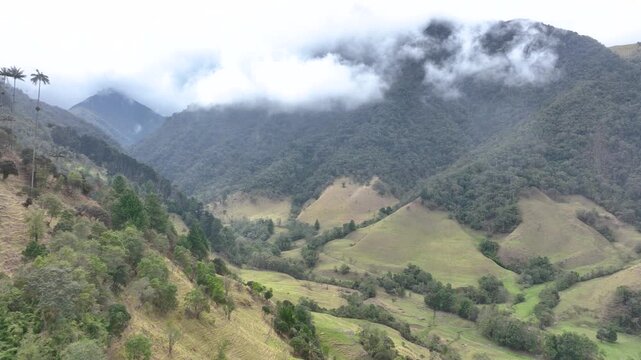 Cocora Valley Iconic Wax Palms and Green Andean Mountains near Salento, Colombia. Establishing Shot. Aerial View.