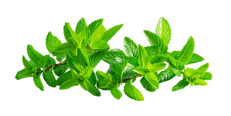 Fresh green mint leaves on a stem isolated on a transparent background © m________k____