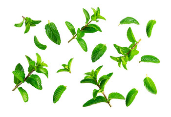 Set of falling fresh green mint leaves and sprigs isolated on a transparent background © m________k____