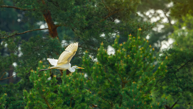 great egret (Ardea alba) in flight