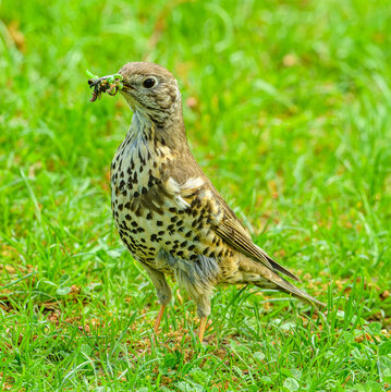 song thrush (Turdus philomelos) with worms in beak