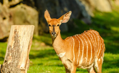 lowland nyala (Tragelaphus angasii) standing © Petr