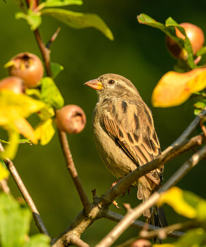 house sparrow (Passer domesticus) on branch