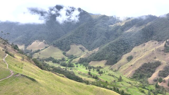 Colombian Wax Palm Trees Growing on Andean Mountain Slopes in Cocora Valley. Establishing Shot. Aerial View.
