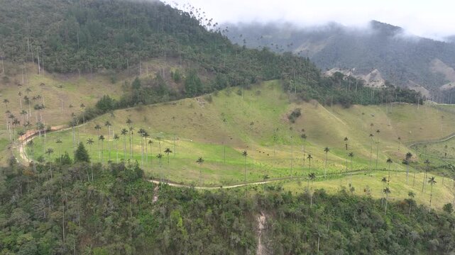 Salento Wax Palms Rising Above the Mountain Landscape of Cocora Valley, Colombia. Establishing Shot. Aerial View.