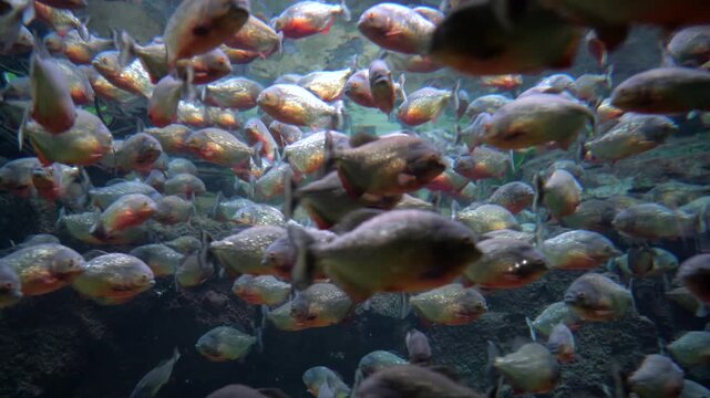 Red bellied piranhas swimming in large group within deep water aquarium with dark rocks.