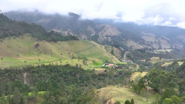 Salento Wax Palms Rising Above the Mountain Landscape of Cocora Valley, Colombia. Establishing Shot. Aerial View.