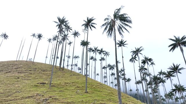 Cocora Valley with Tall Wax Palm Trees in Salento, Colombia. Establishing Shot. Aerial View.