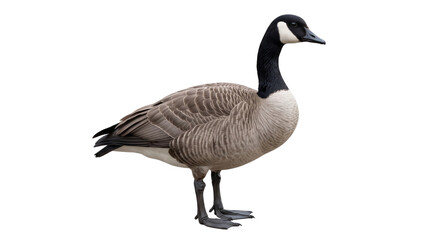 Full body side view of a canada goose standing, isolated on transparent background © CleanPixel Studio