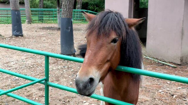 Curious Chestnut Pony Looking Through a Green Fence