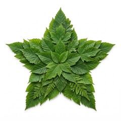 Fototapeta premium Star Made With Leaf 