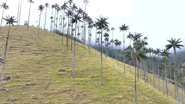Salento Wax Palms Rising Above the Mountain Landscape of Cocora Valley, Colombia. Establishing Shot. Aerial View.