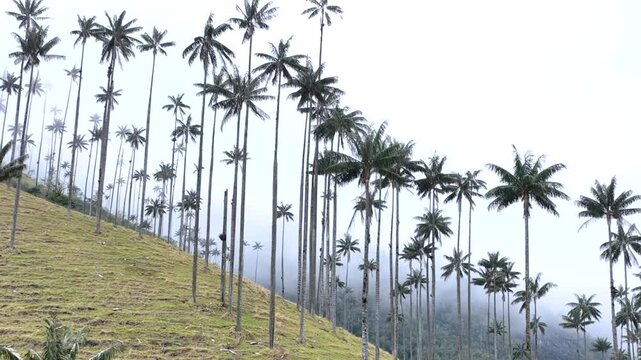 Salento Wax Palms Rising Above the Mountain Landscape of Cocora Valley, Colombia. Establishing Shot. Aerial View.