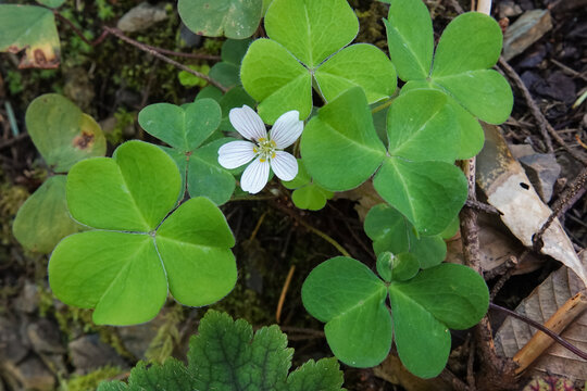Closeup on the light cream-colored flower of the Oregon sorrel, Oxalis oregana in the woods