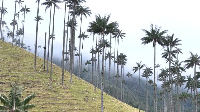 Cocora Valley with Tall Wax Palm Trees in Salento, Colombia. Establishing Shot. Aerial View.