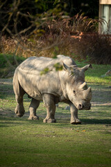 rhino in the wild © Rio