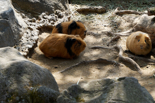 A group of cute guinea pigs sitting on the dirt ground among rocks in an outdoor natural environment.