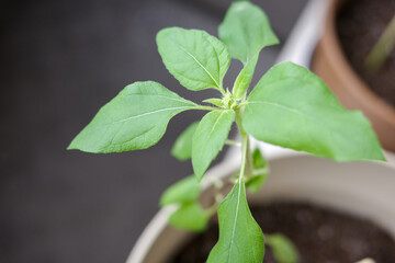 Close up of a bud at the top of a growing mini sunflower plant with young leaves © Nanami Ueda