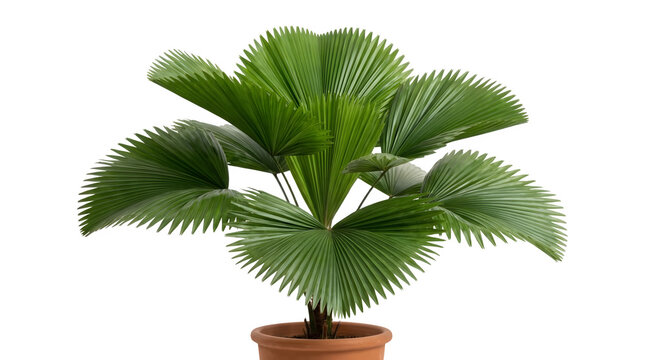 Tropical fan palm houseplant in clay pot, potted fan palm isolated on white background, green indoor plant for minimalist interior decor