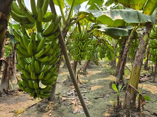 A bunch of fresh green bananas hanging from their stems in a banana plant. The focus on the bananas highlights their freshness and the stage before ripeness © MdAshaduzzaman