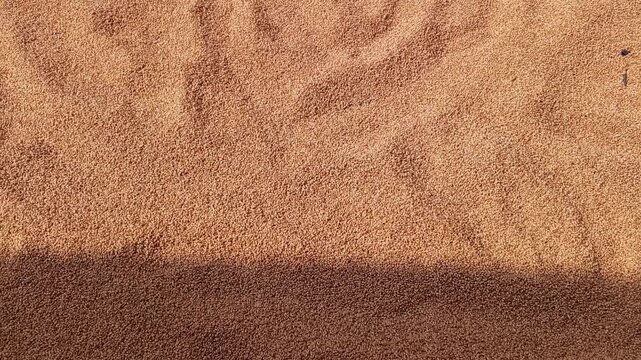  wheat grains drying under sunlight during harvest season motion video clip