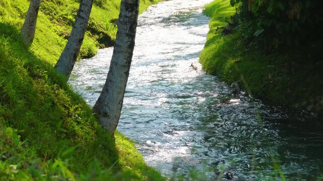 Clear Tropical River Flowing Beside Palm Trees in 4K