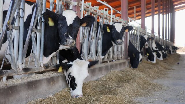 Farm cowshed with black and white cows at summer sunny day 