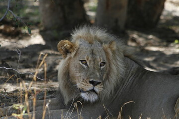 African male lion lies in dappled shade and looks off to the side © WildinAfrica