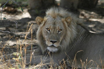 African male lion stares ahead from the shade with an intense gaze © WildinAfrica