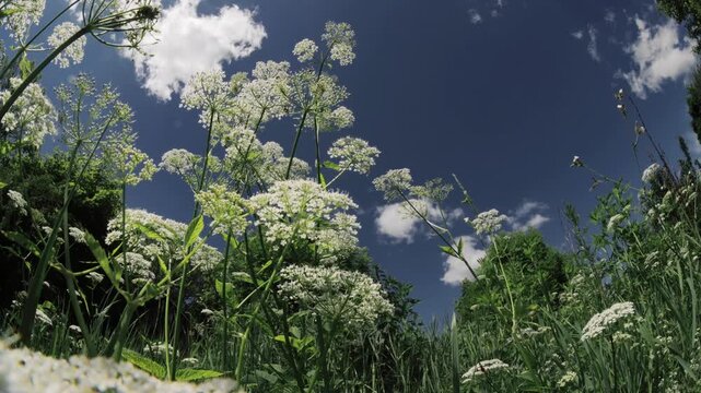 Timelapse of Flowering Ground Elder Against Blue Summer Sky